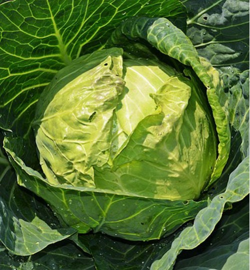 Chinese Cabbage (বাঁধাকপি)
